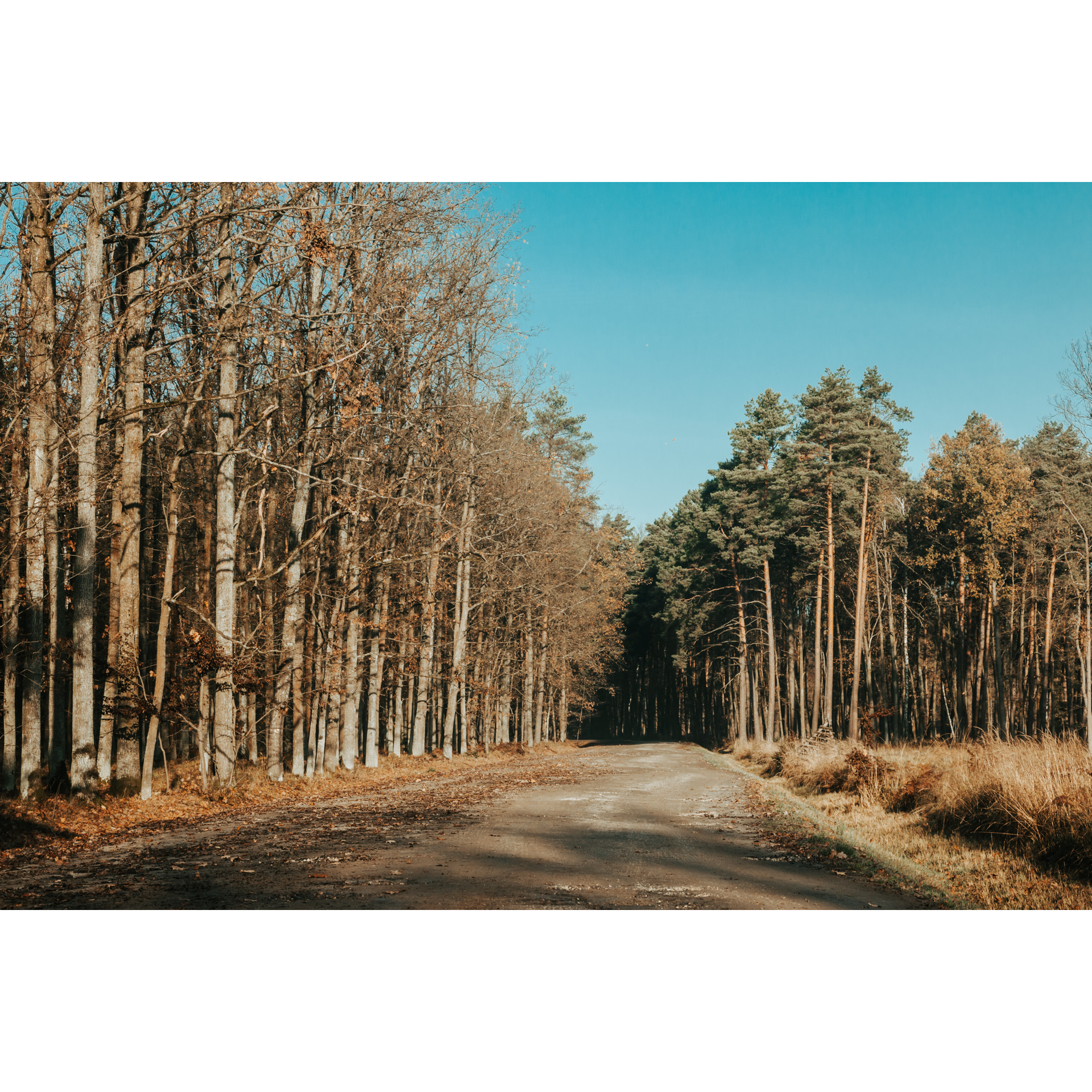Utwardzona droga w otoczeniu drzew prowadząca w głąb lasu 