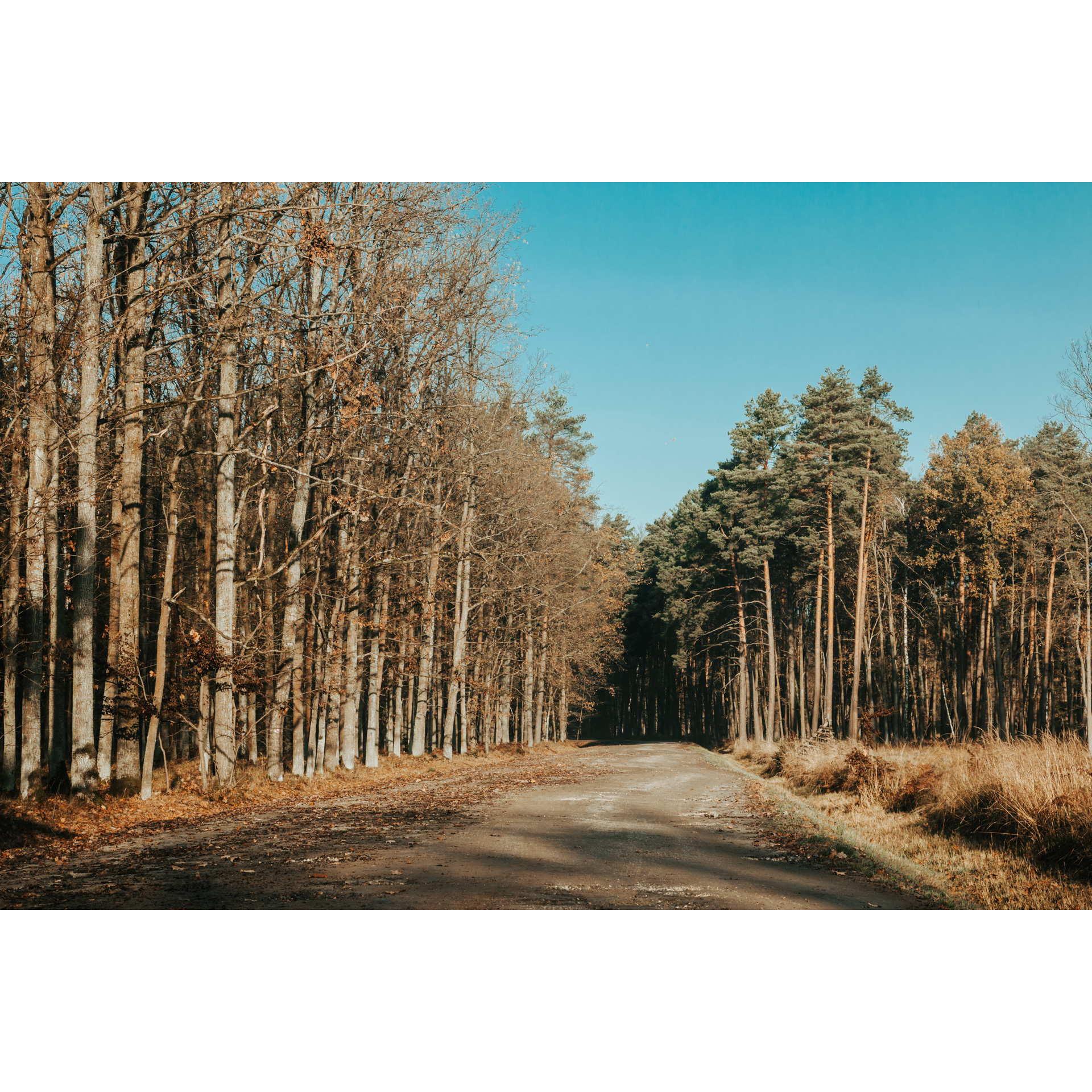 A paved road surrounded by trees leading deep into the forest