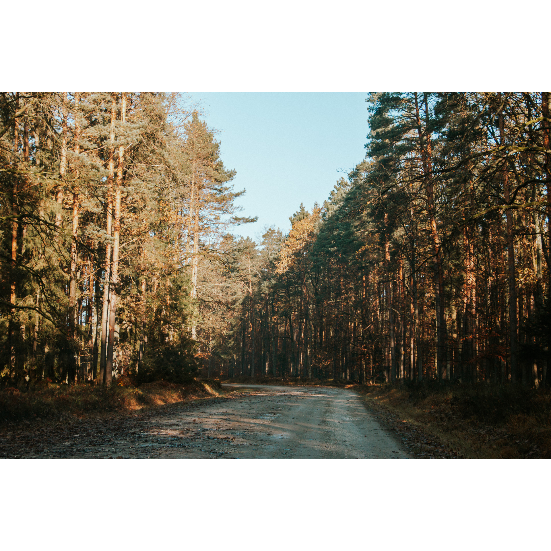 Utwardzona, kamienista droga prowadząca przez las wśród wysokich drzew iglastych