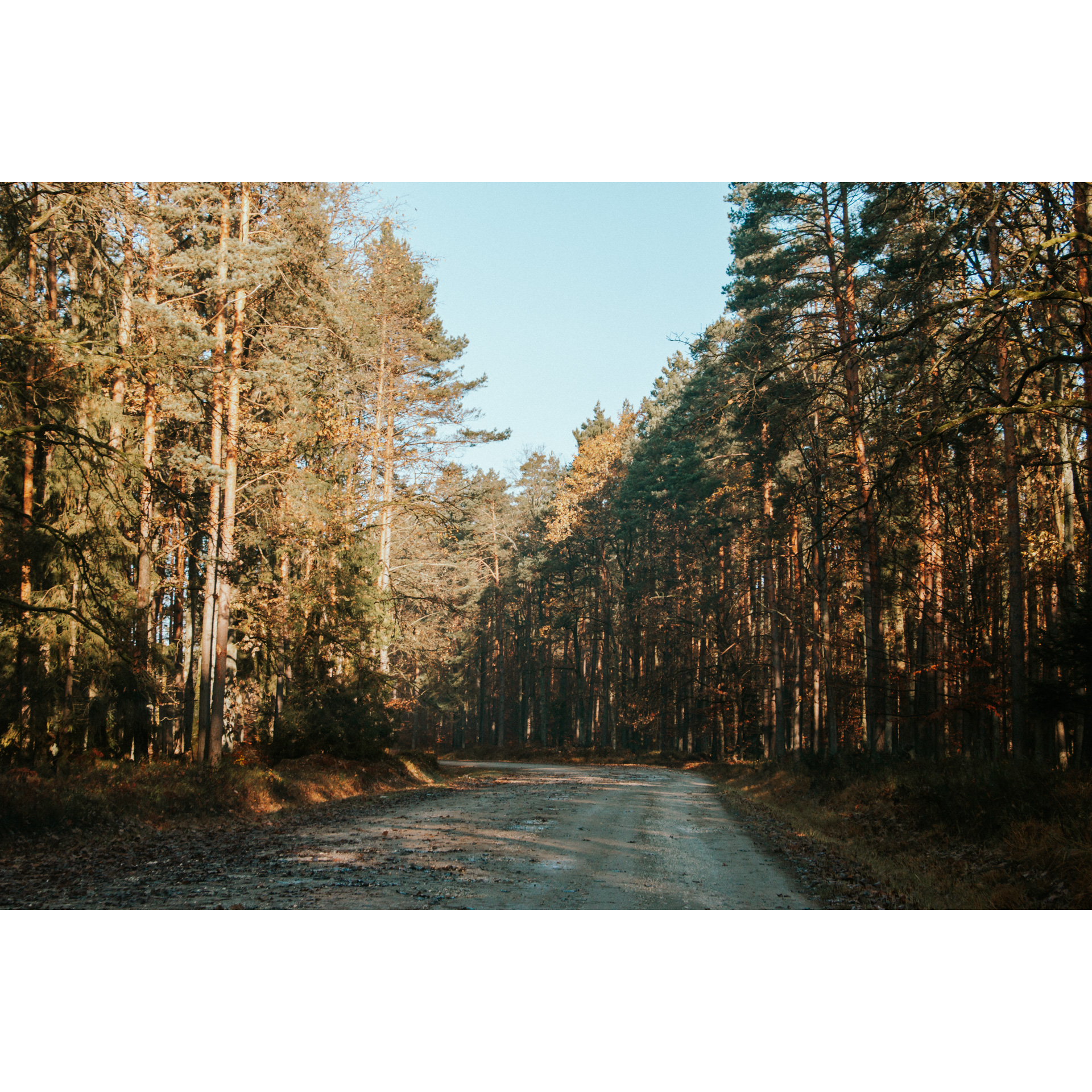 Paved, stony road leading through the forest among tall coniferous trees
