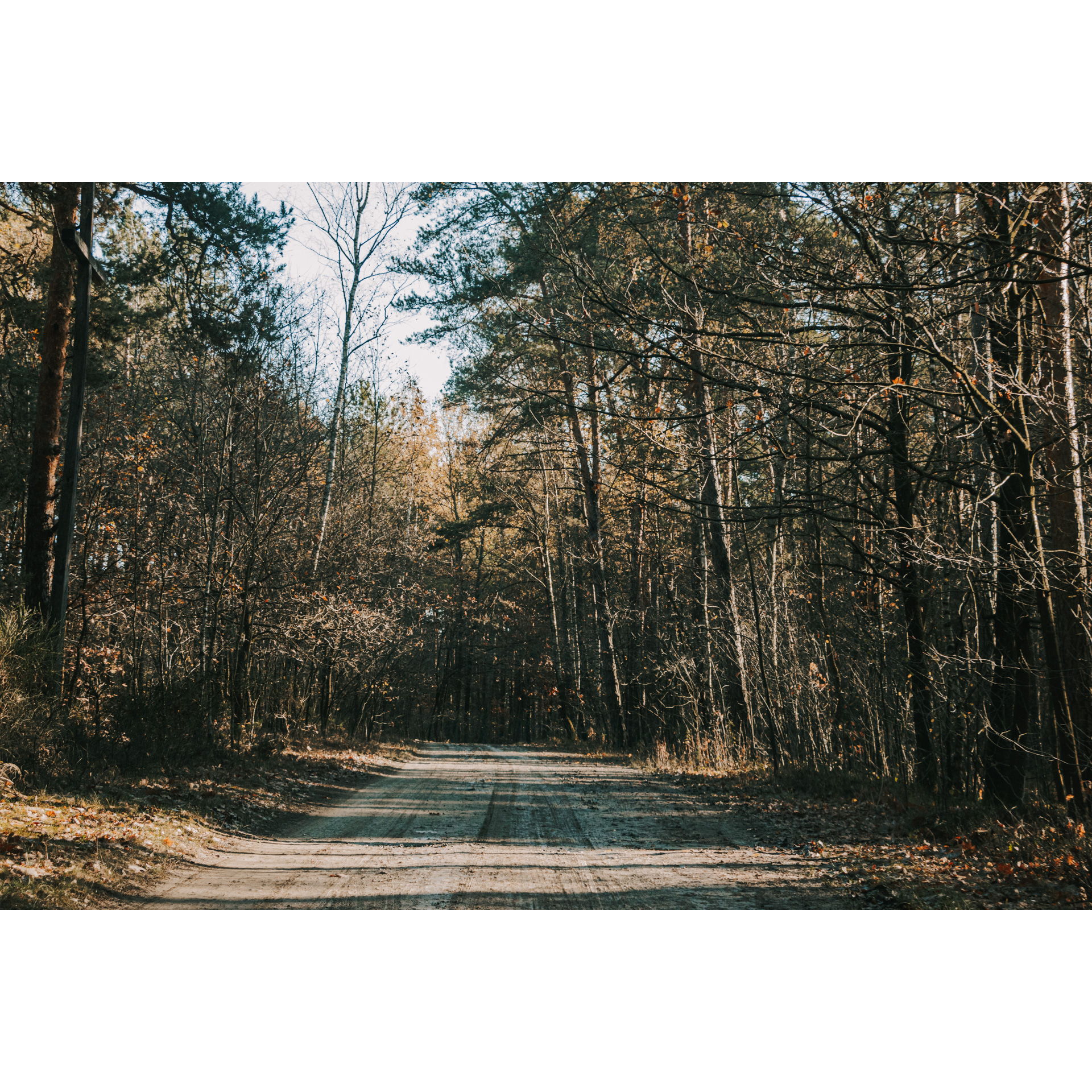 Piaszczysta droga prowadząca przez las mieszany