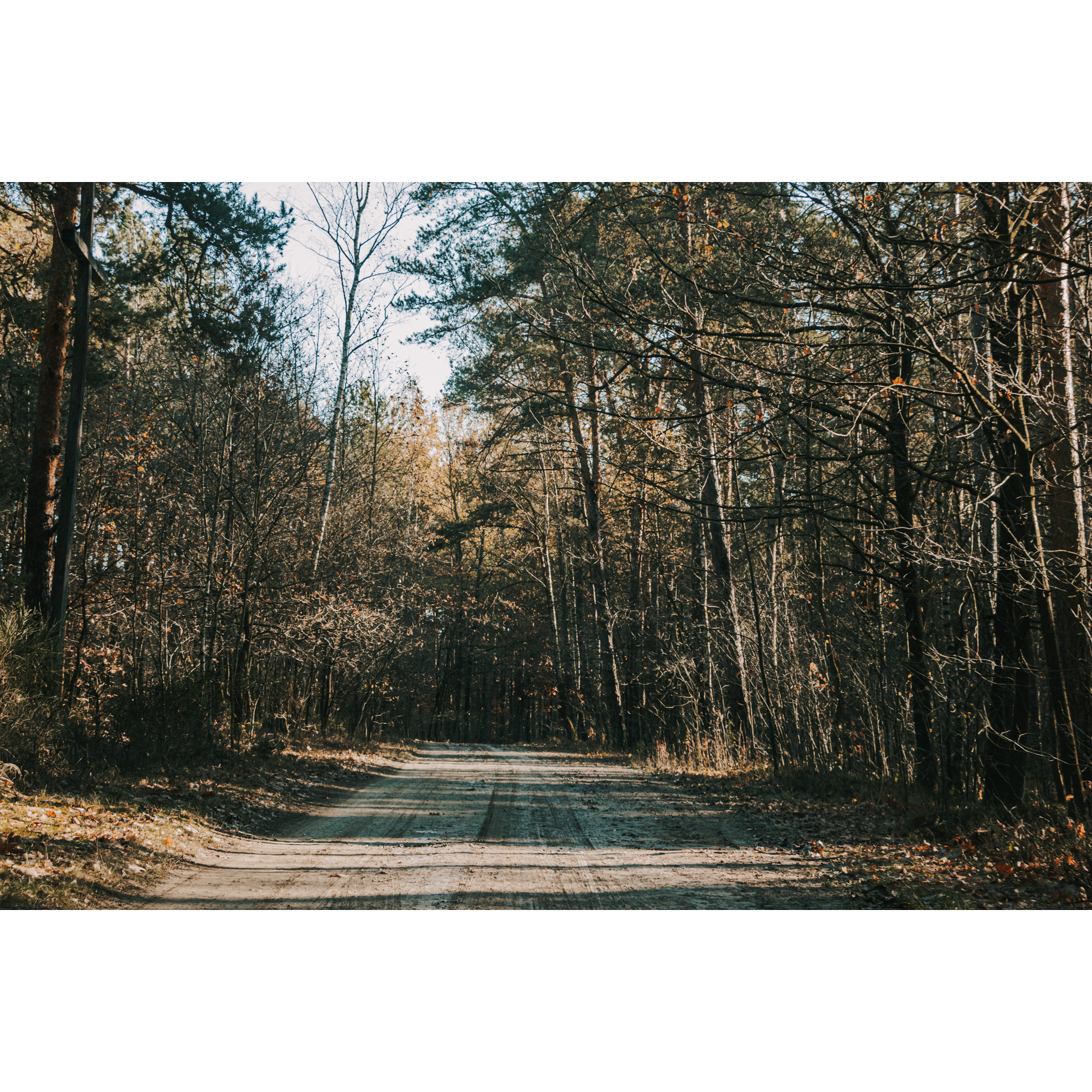 Sandy road leading through a mixed forest