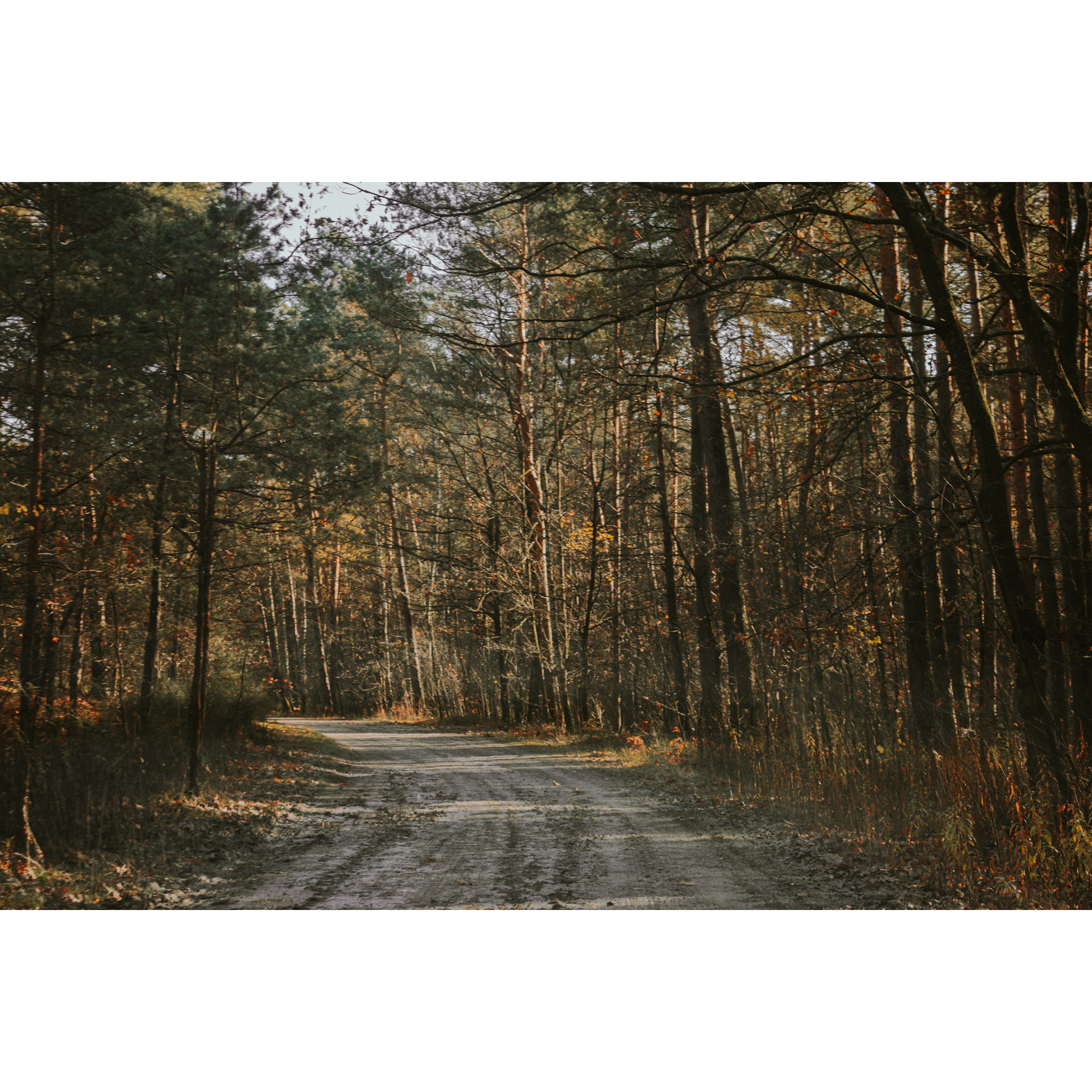 Piaszczysta droga prowadząca przez las mieszany