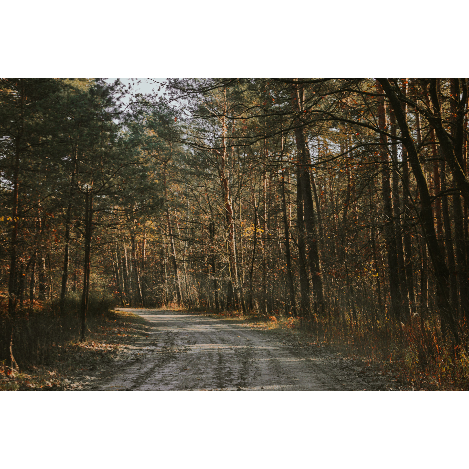 Sandy road leading through a mixed forest