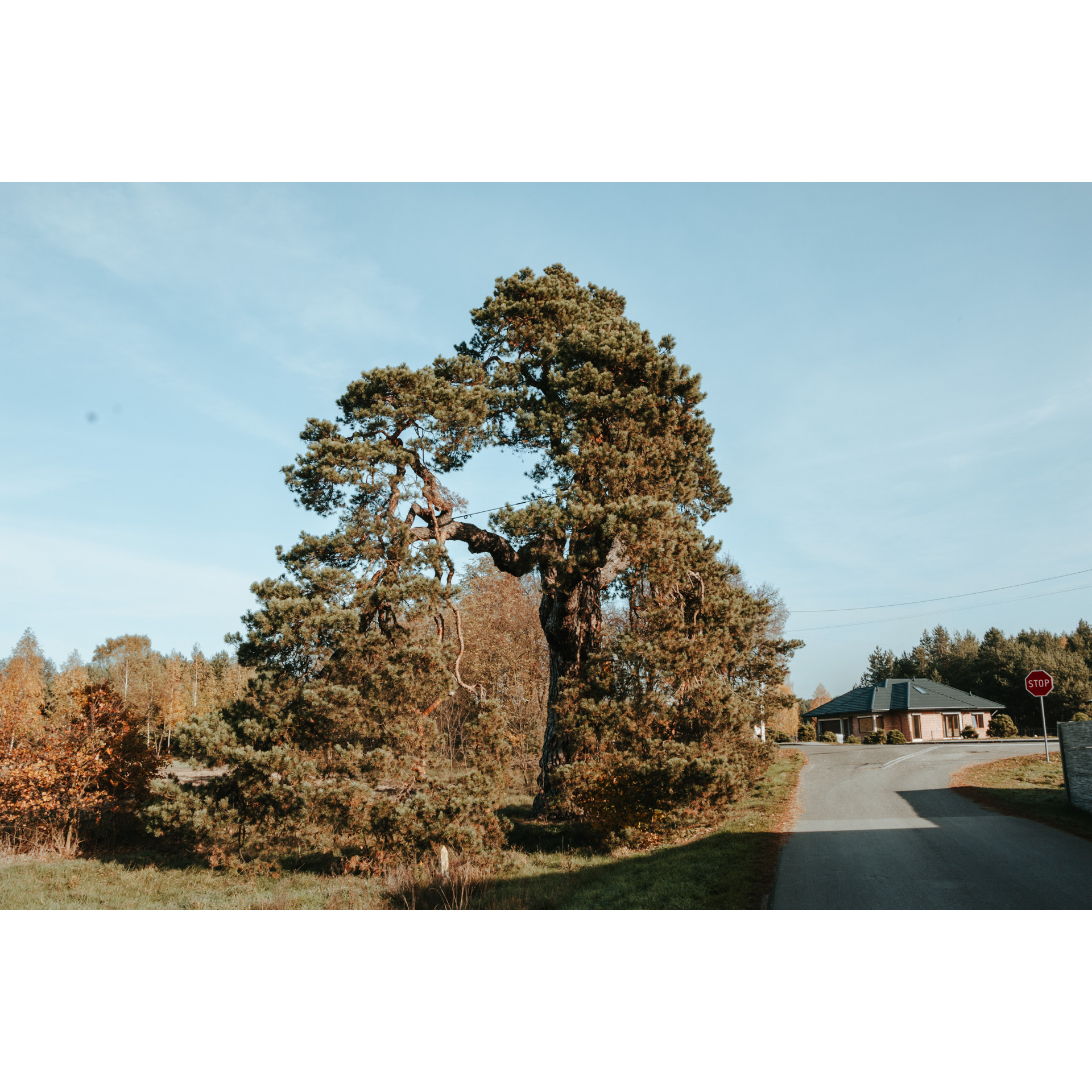 A huge coniferous tree growing next to an asphalt road and an orange building in the background