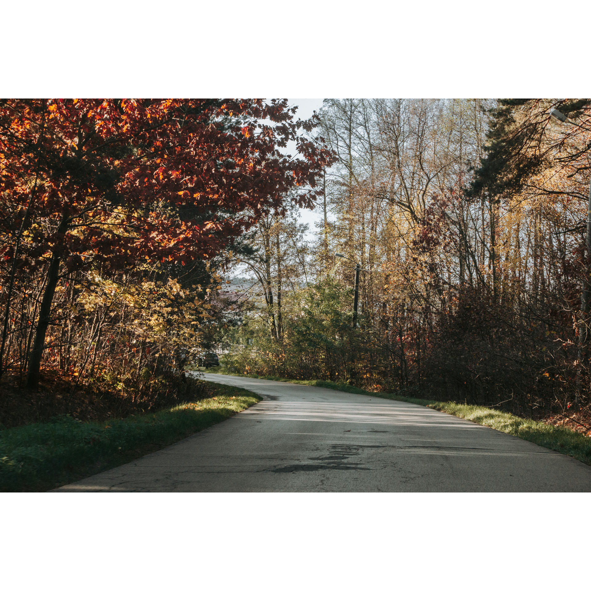 Asphalt road turning left leading through the autumn forest