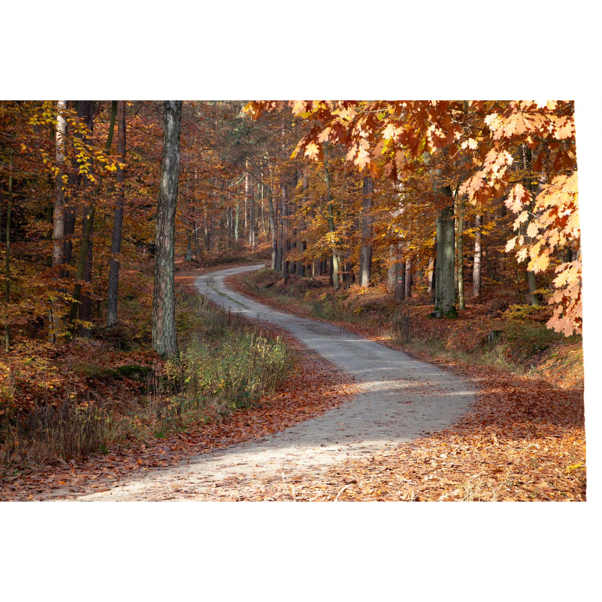 Paved road leading through the autumn forest in orange and yellow colors