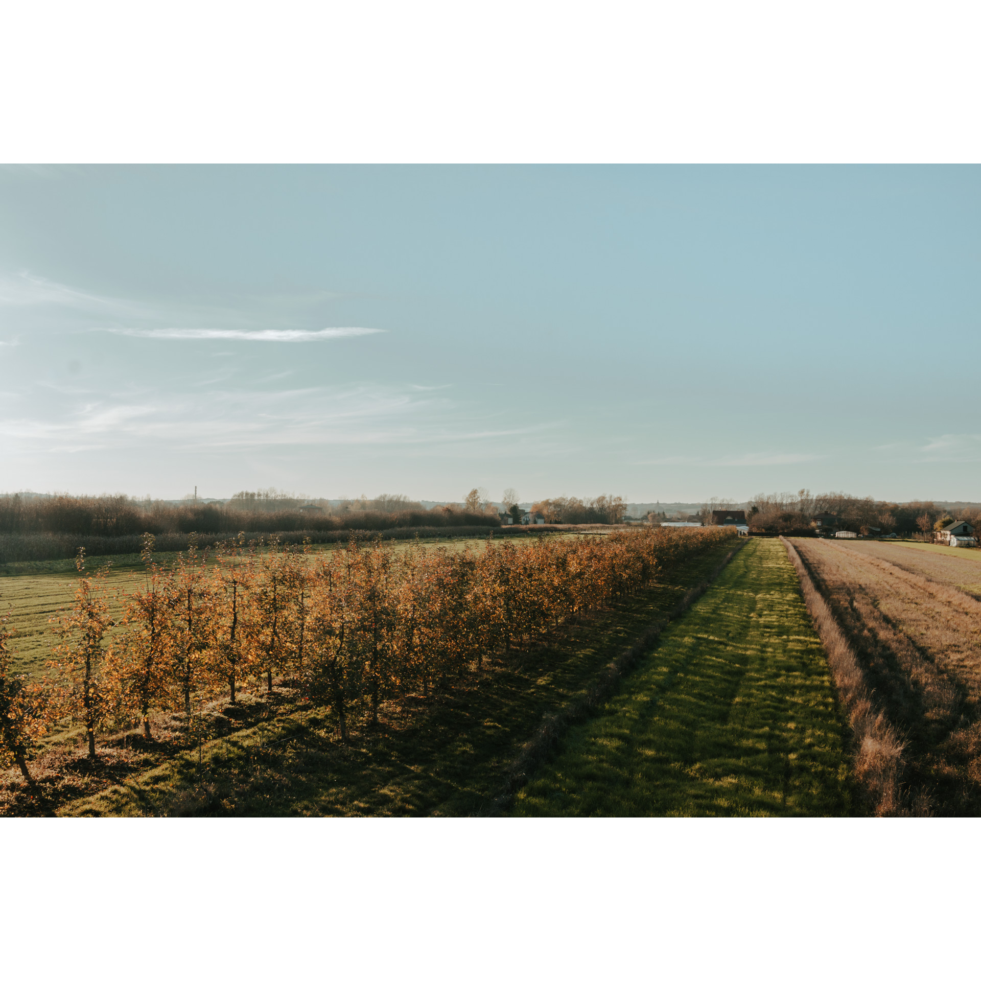 Two parallel rows of autumn trees surrounded by farmland with buildings in the background