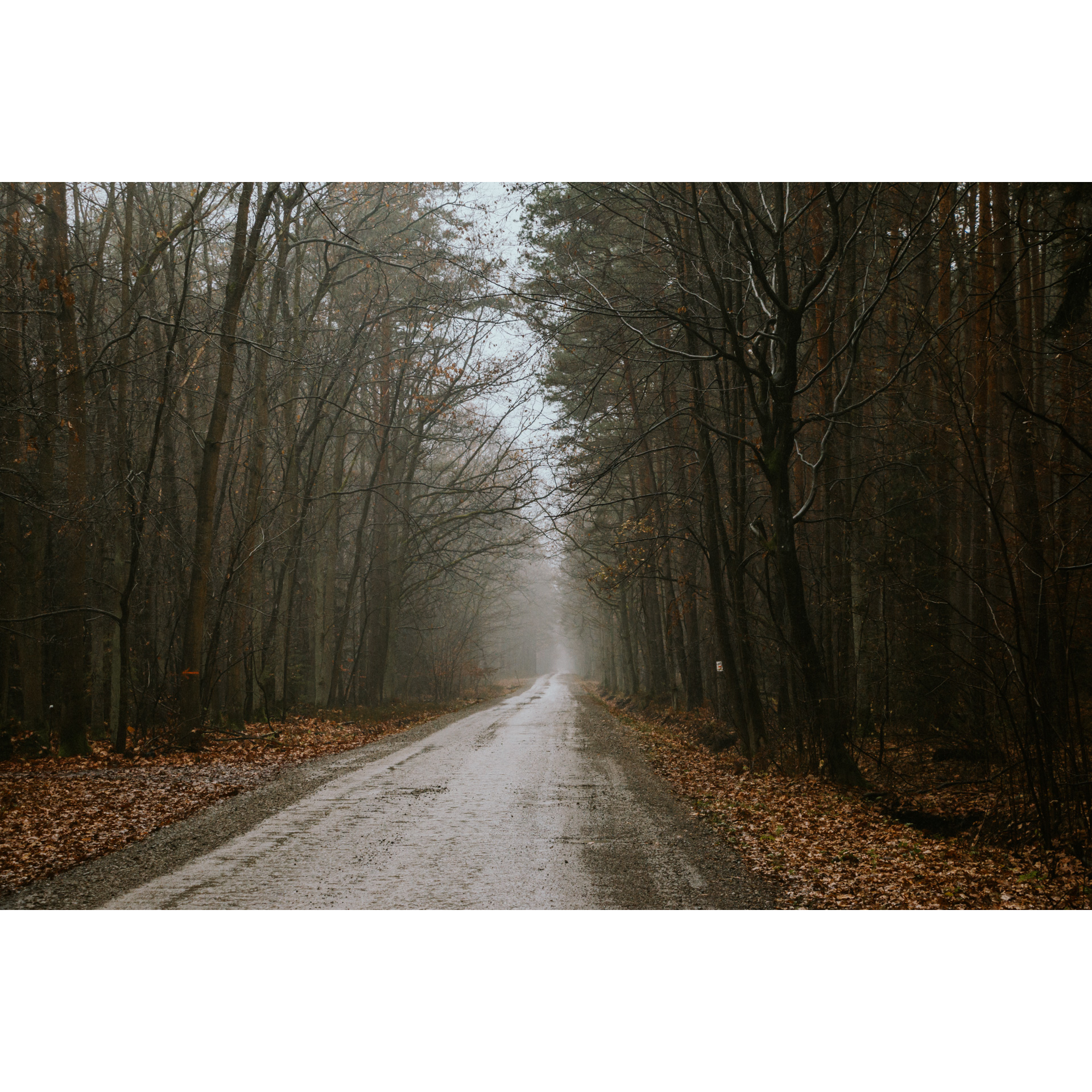 Utwardzona droga prowadząca przez ciemny las z mgłą unoszącą się w oddali