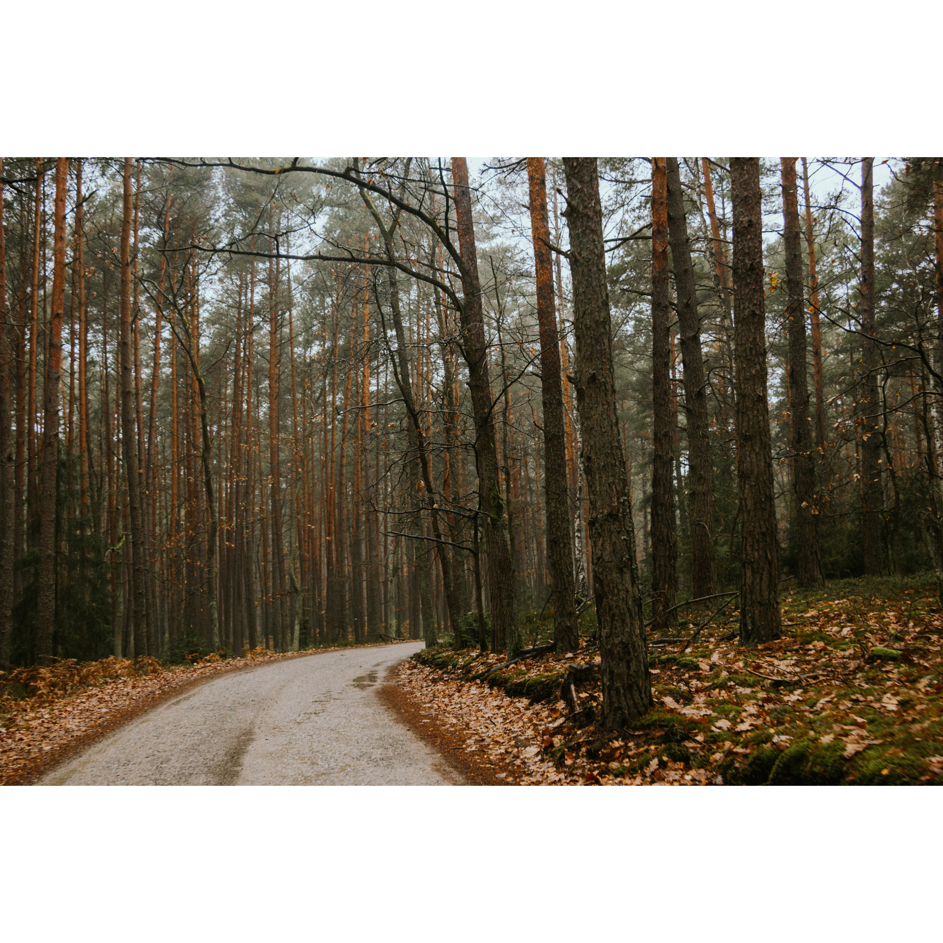 Paved road leading through the autumn forest with orange leaves on the roadsides