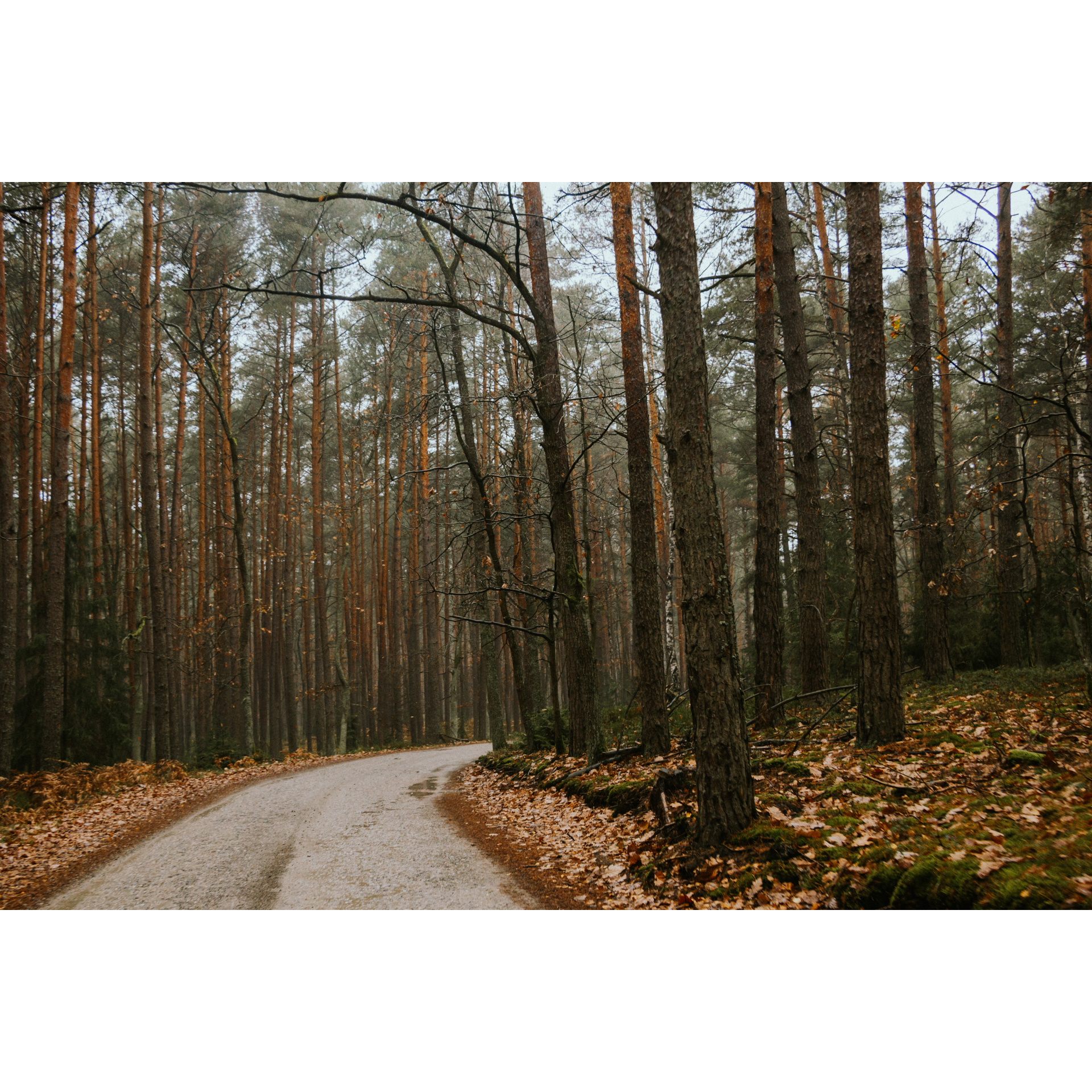 Utwardzona droga prowadząca przez jesienny las z pomarańczowymi liśćmi na poboczach