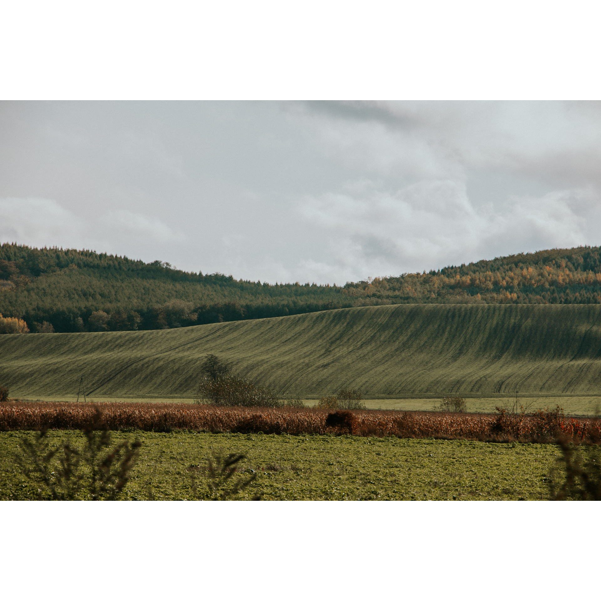 Green hills with brown vegetation in the foreground and a dense forest in the background