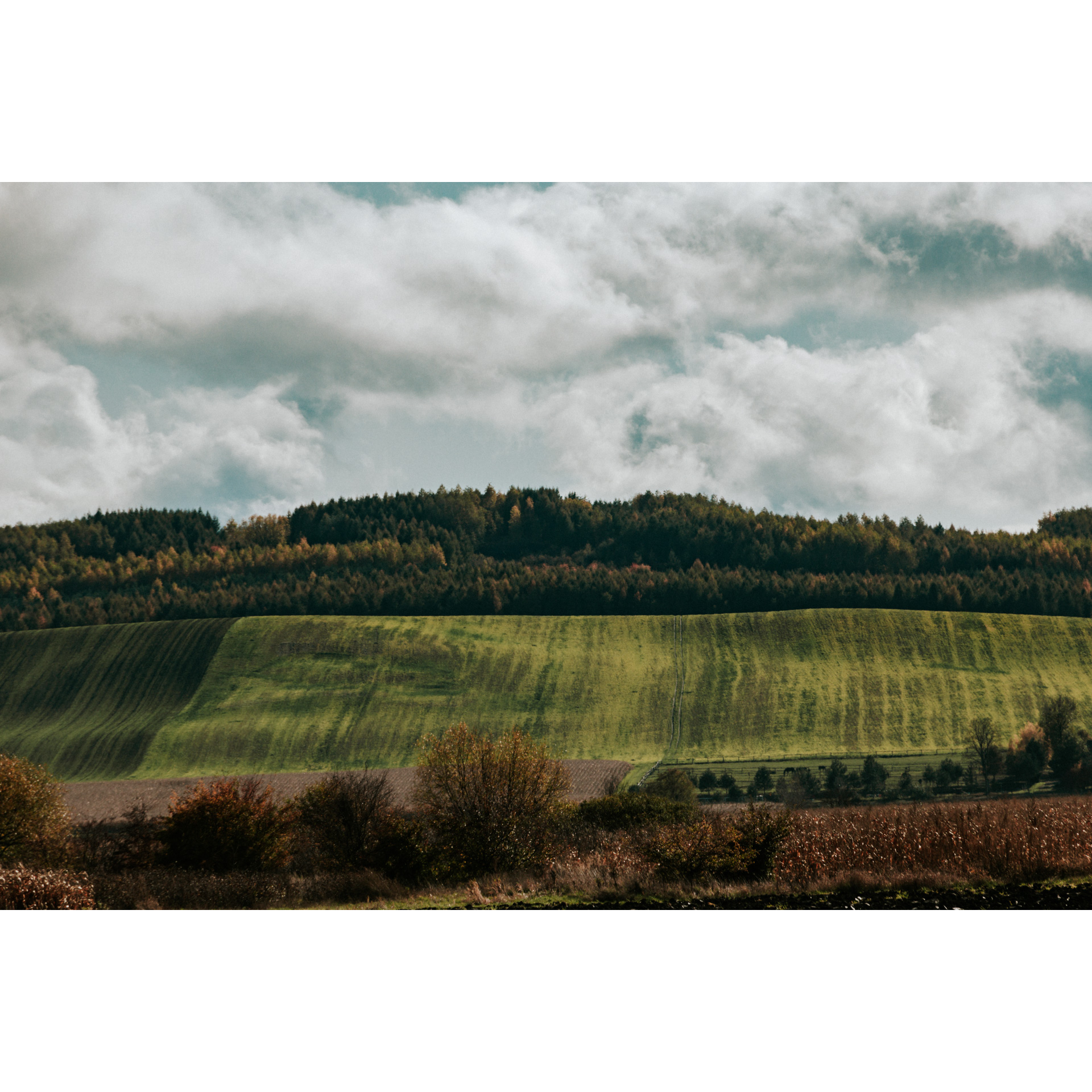 Bright green hills with farmland against the backdrop of a dense forest under an overcast sky