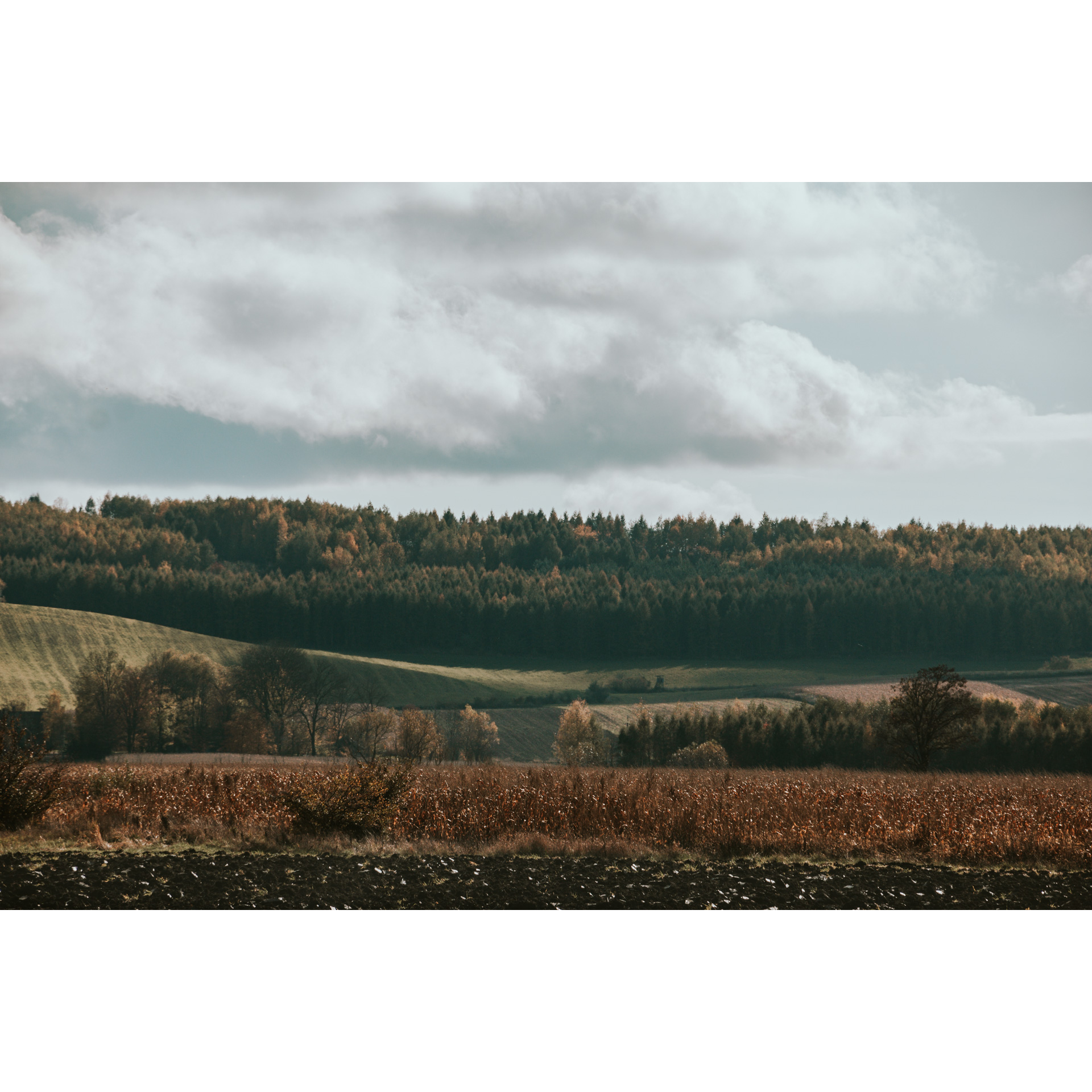 A brown cornfield and hills with farmland in the background and a dense dark forest in the background