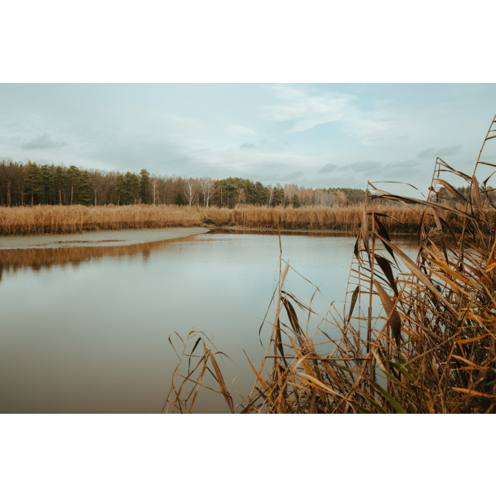 Tall brown grasses surround a water lagoon with a wooded shore