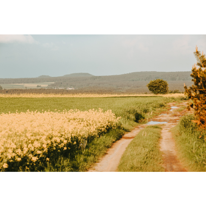 A dirt road along a flower meadow with a view of the forest hills