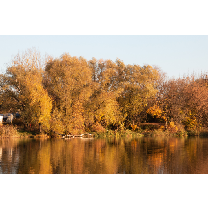 A surface of water in which the trees of autumn colors growing on the shore are reflected