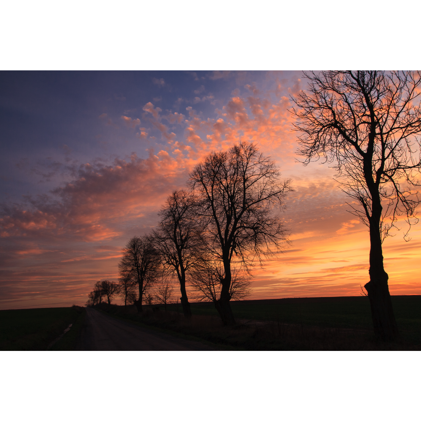 Trees on the roadside against a pink-orange evening sky