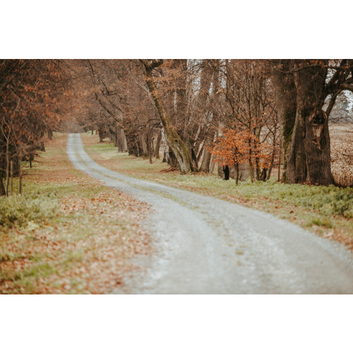 A road among trees with a roadside covered with autumn leaves