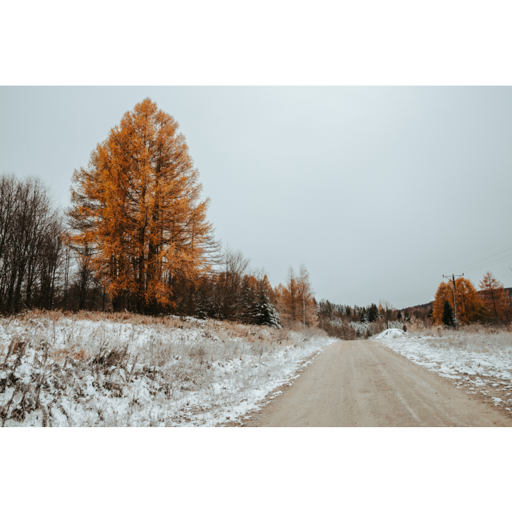 A road leading along the slopes with a large autumn deciduous tree on the left