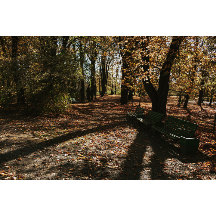 Parkowa alejka z jesiennymi drzewami i trzema, zielonymi ławkami stojącymi obok siebie