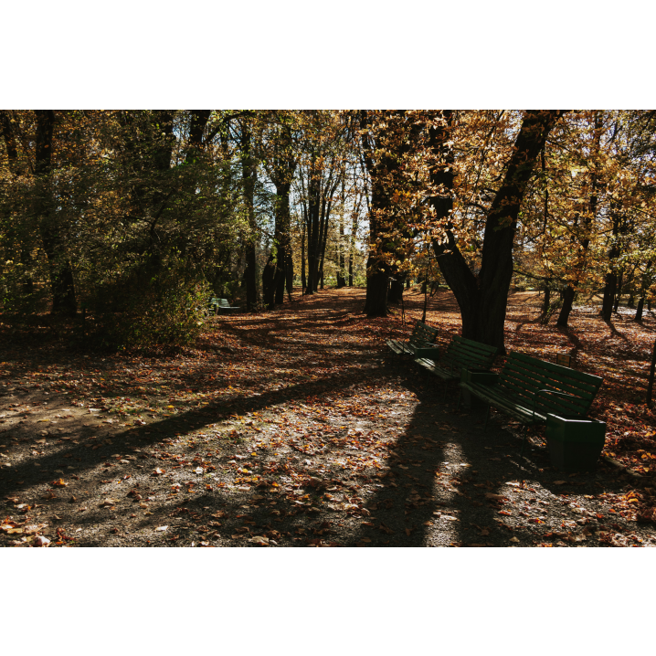 Park alley with autumn trees and three green benches standing next to each other