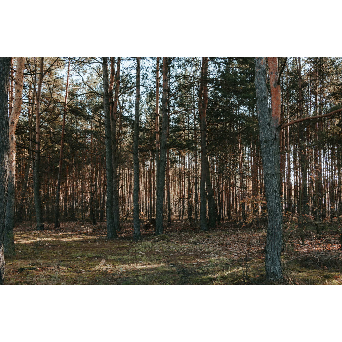 Tall coniferous trees in the forest through which the blue sky breaks through