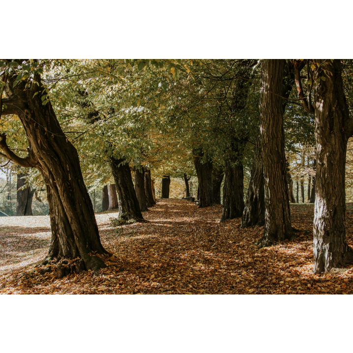 Park alley between trees covered with autumn orange leaves