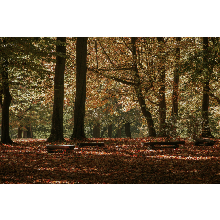 Park alley between trees covered with autumn orange leaves