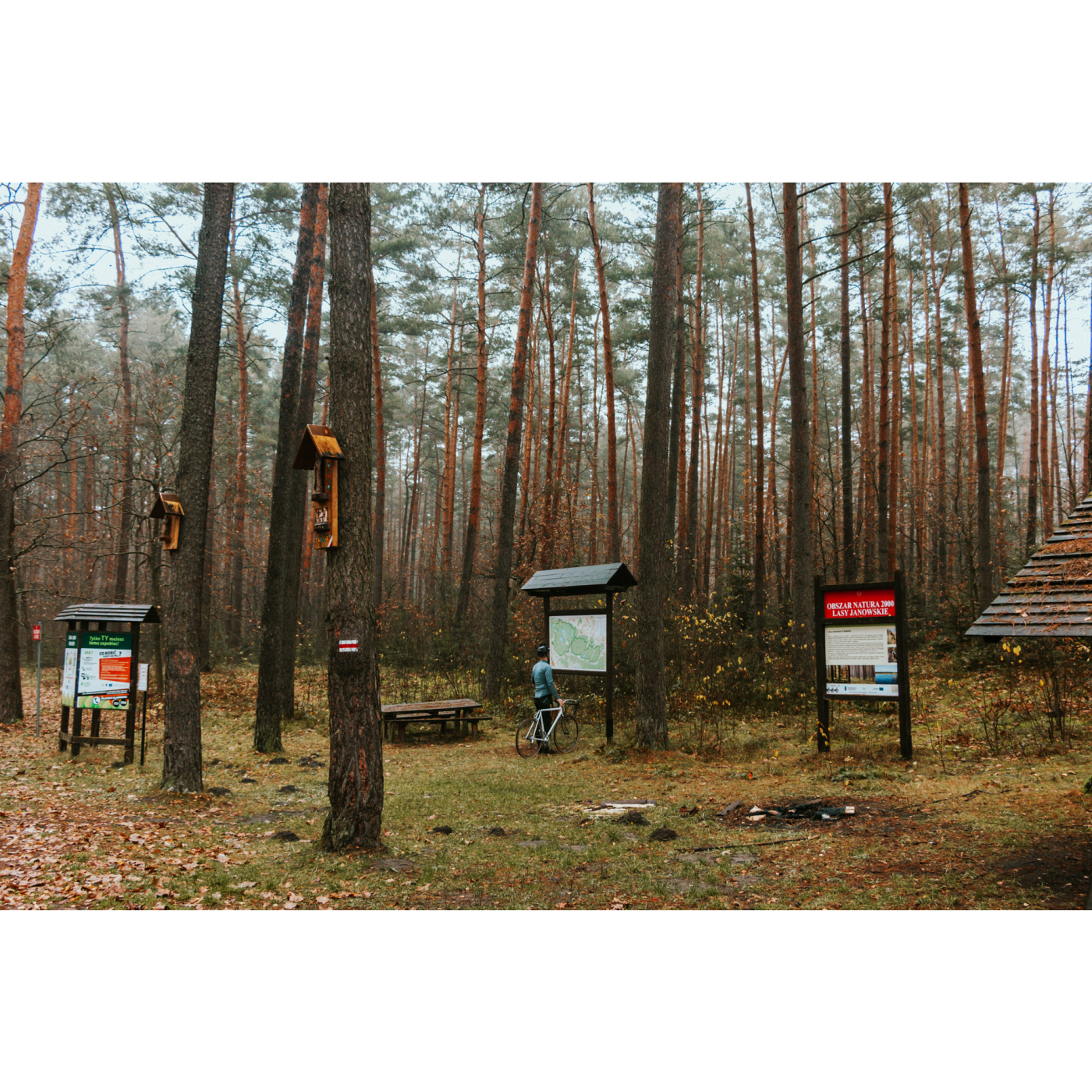 A cyclist in a blue t-shirt and helmet standing at the information board in the forest