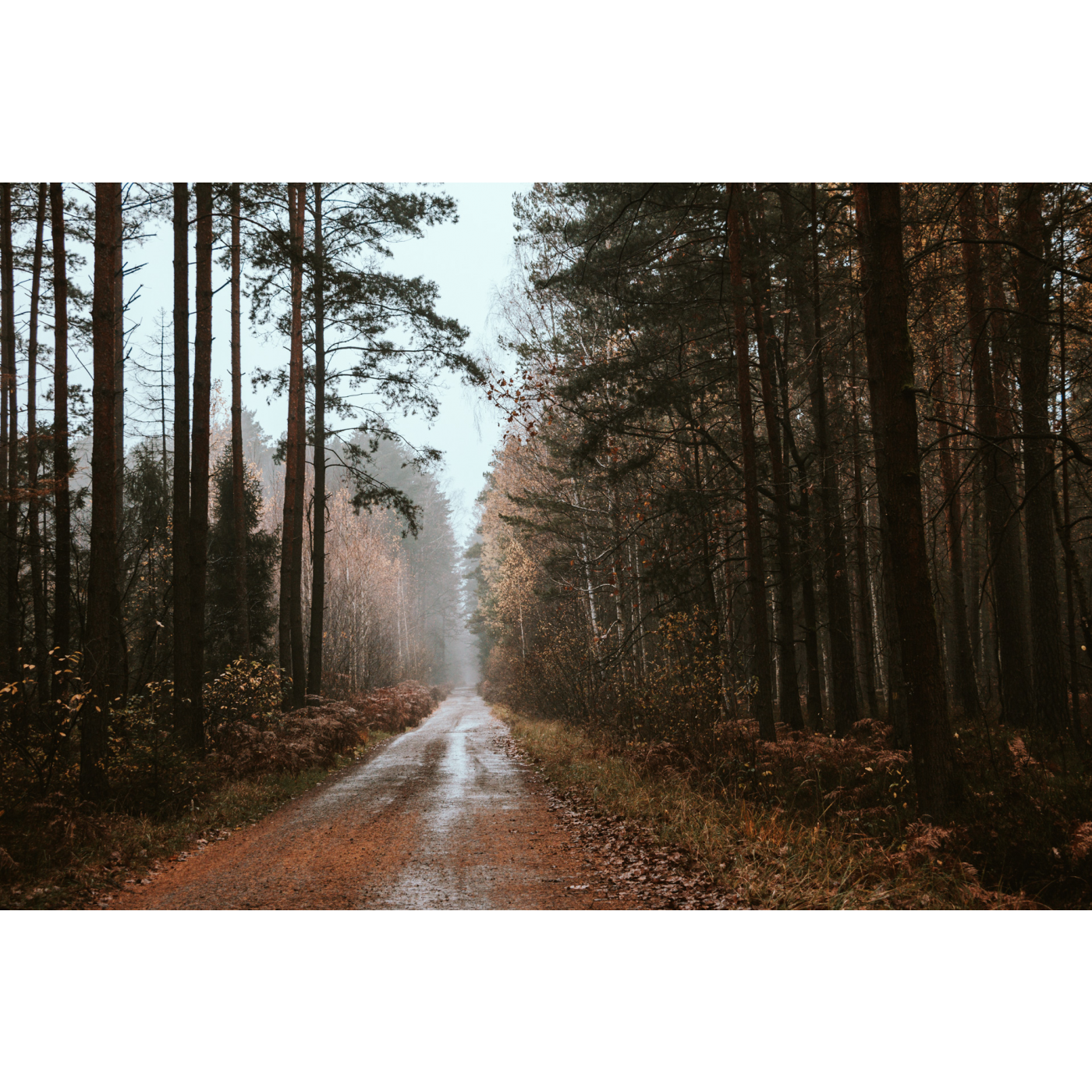 A road leading through the forest with clusters of trees visible in the distance on a rainy day