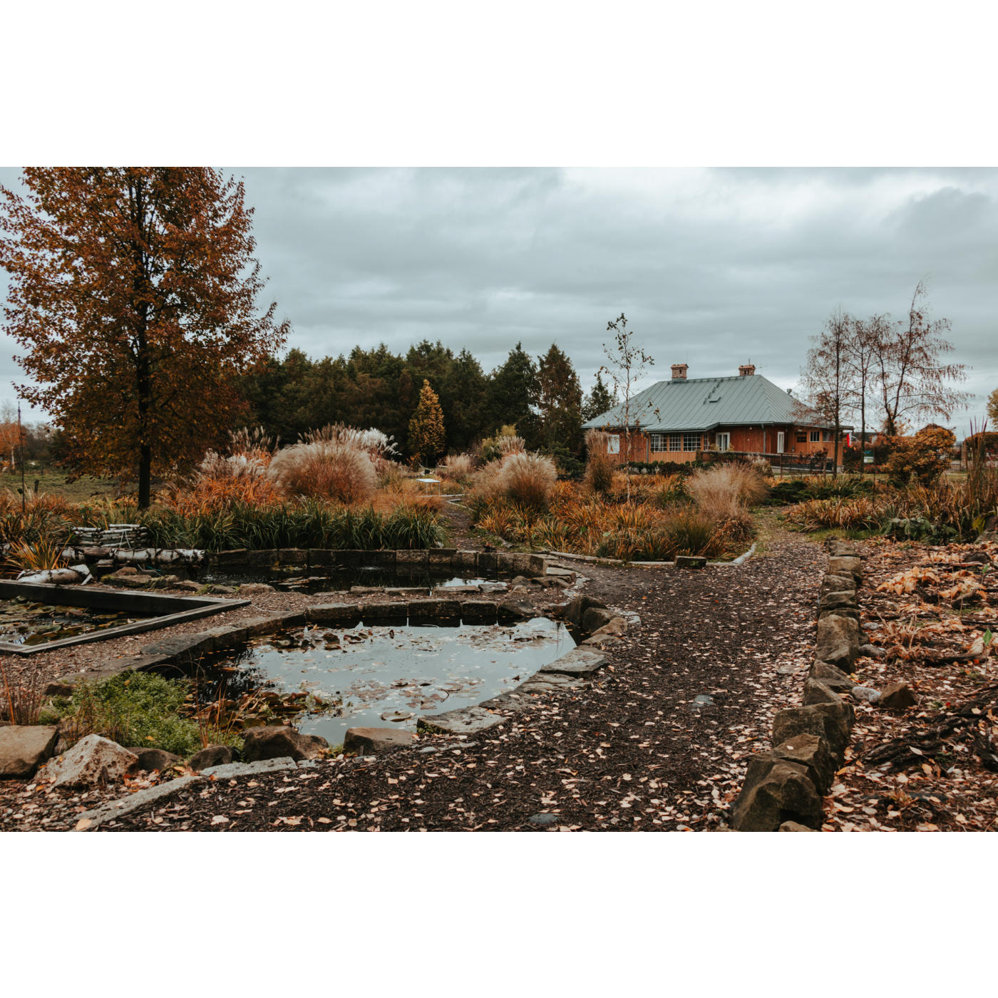 A complex of ponds surrounded by stones, paths and plants in autumn yellow and orange colors, in the background a small wooden building