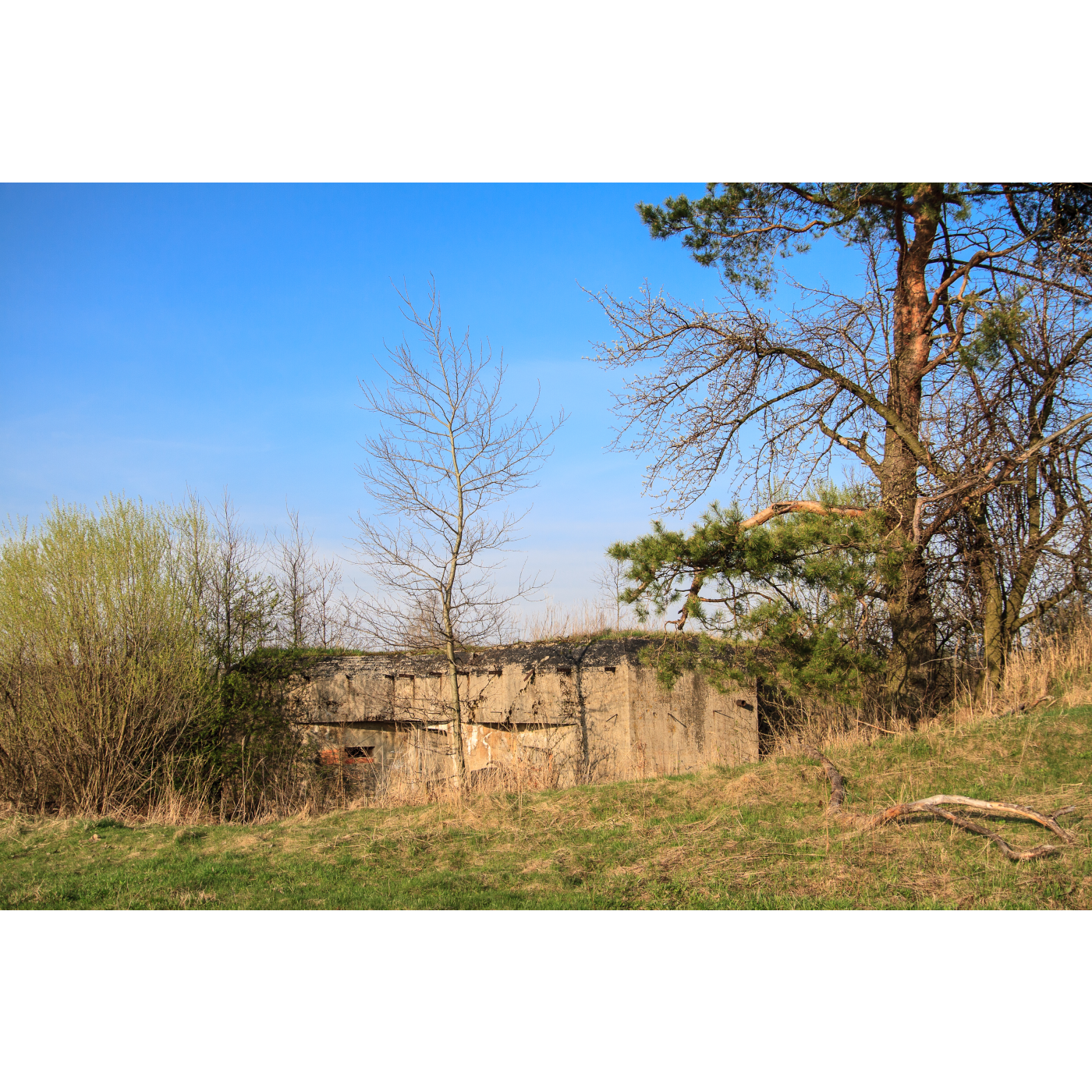 A belt of bunkers - destroyed concrete positions surrounded by trees and tall grass against the blue sky