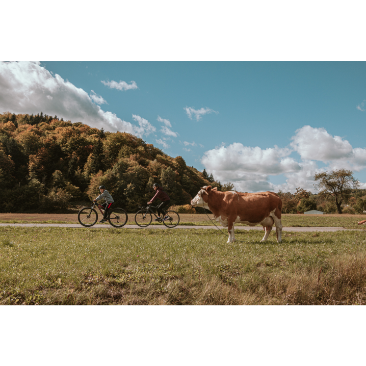 A child and a woman riding a bicycle on a road with a white and brown cow next to it