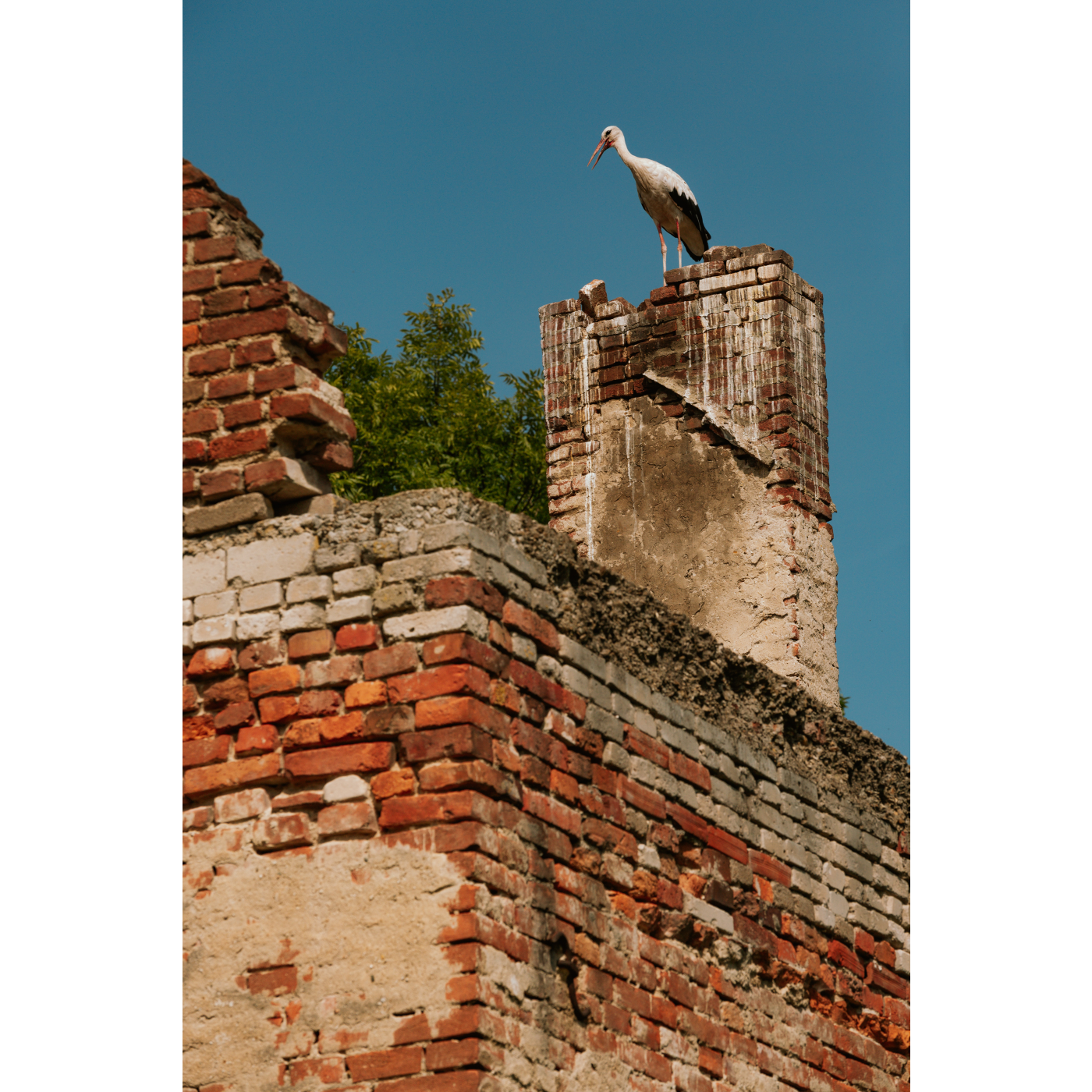 A winged guest on the castle tower