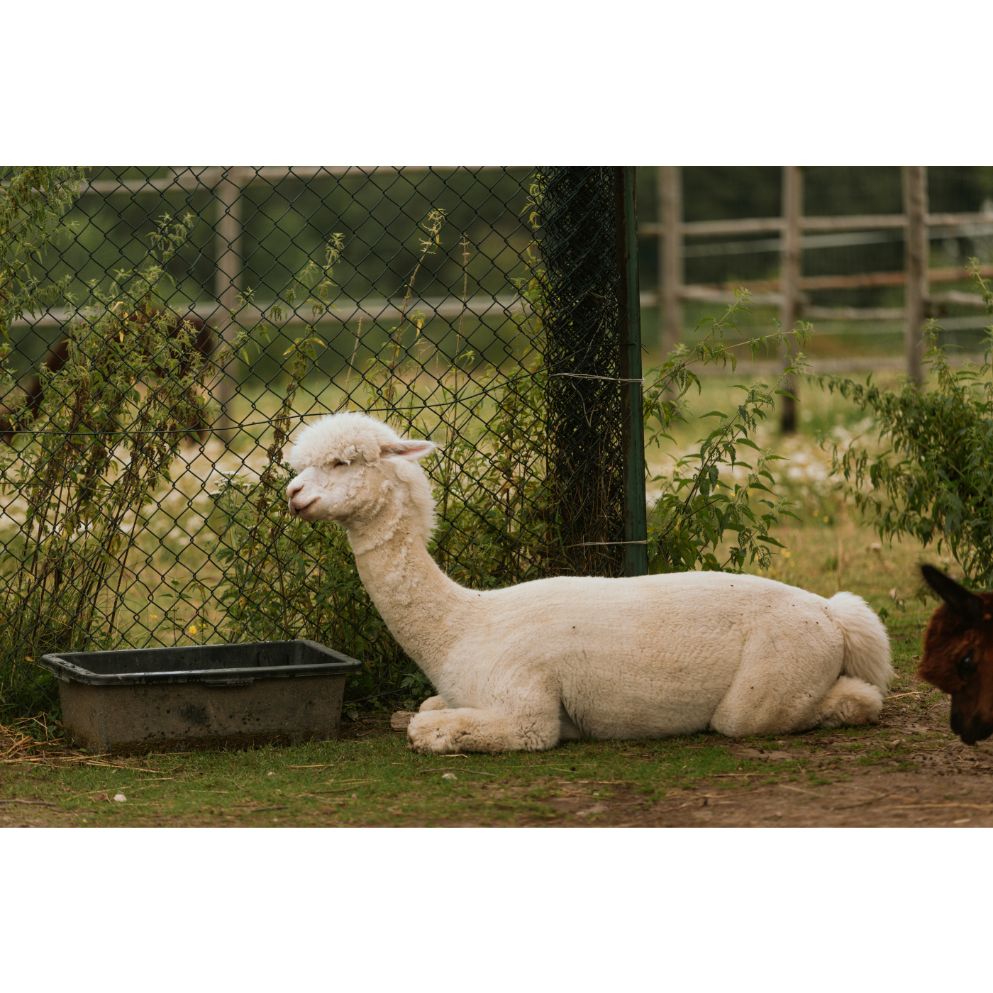 White Alpaca