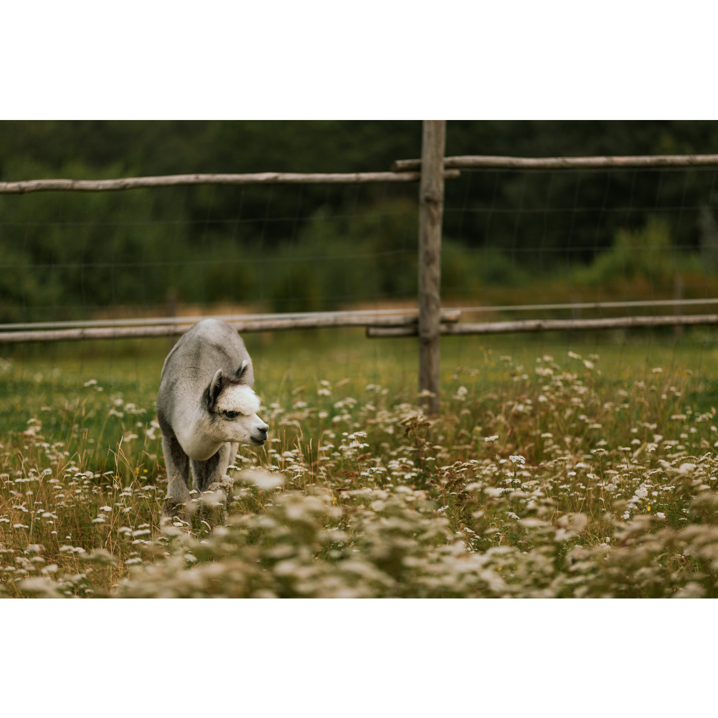 Gray Alpaca