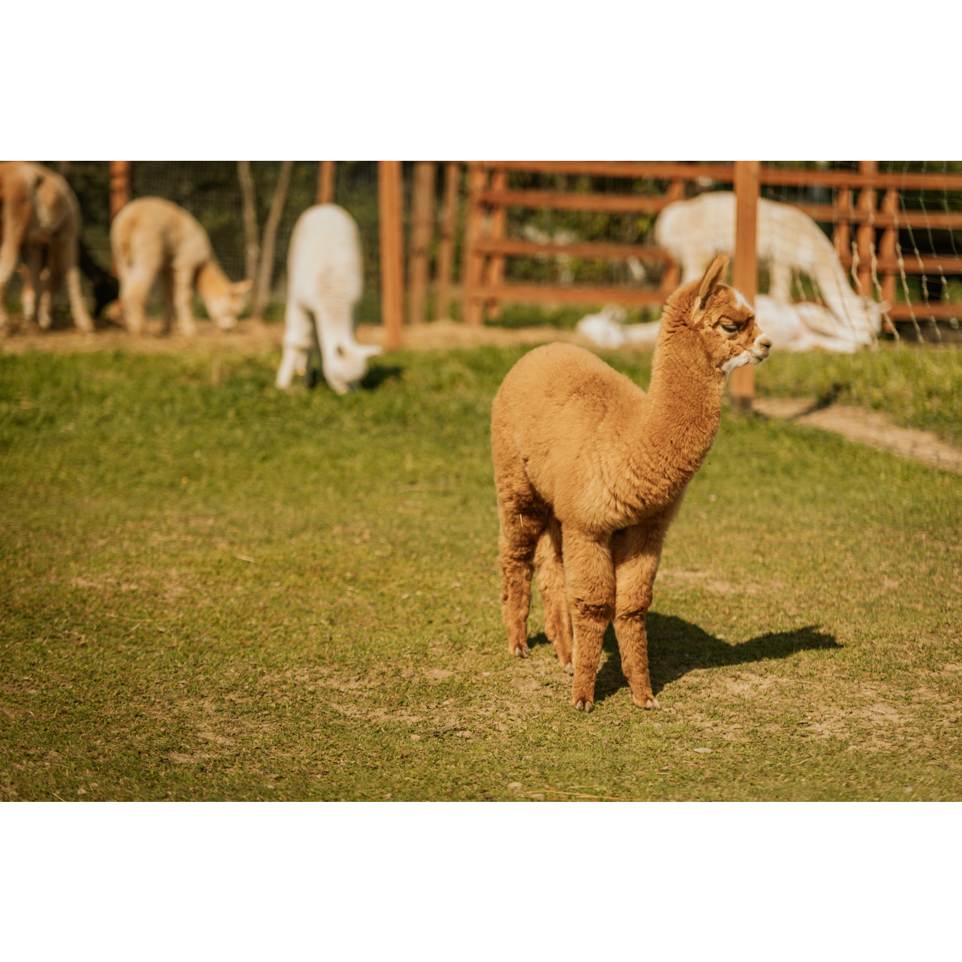 Alpacas on the runway