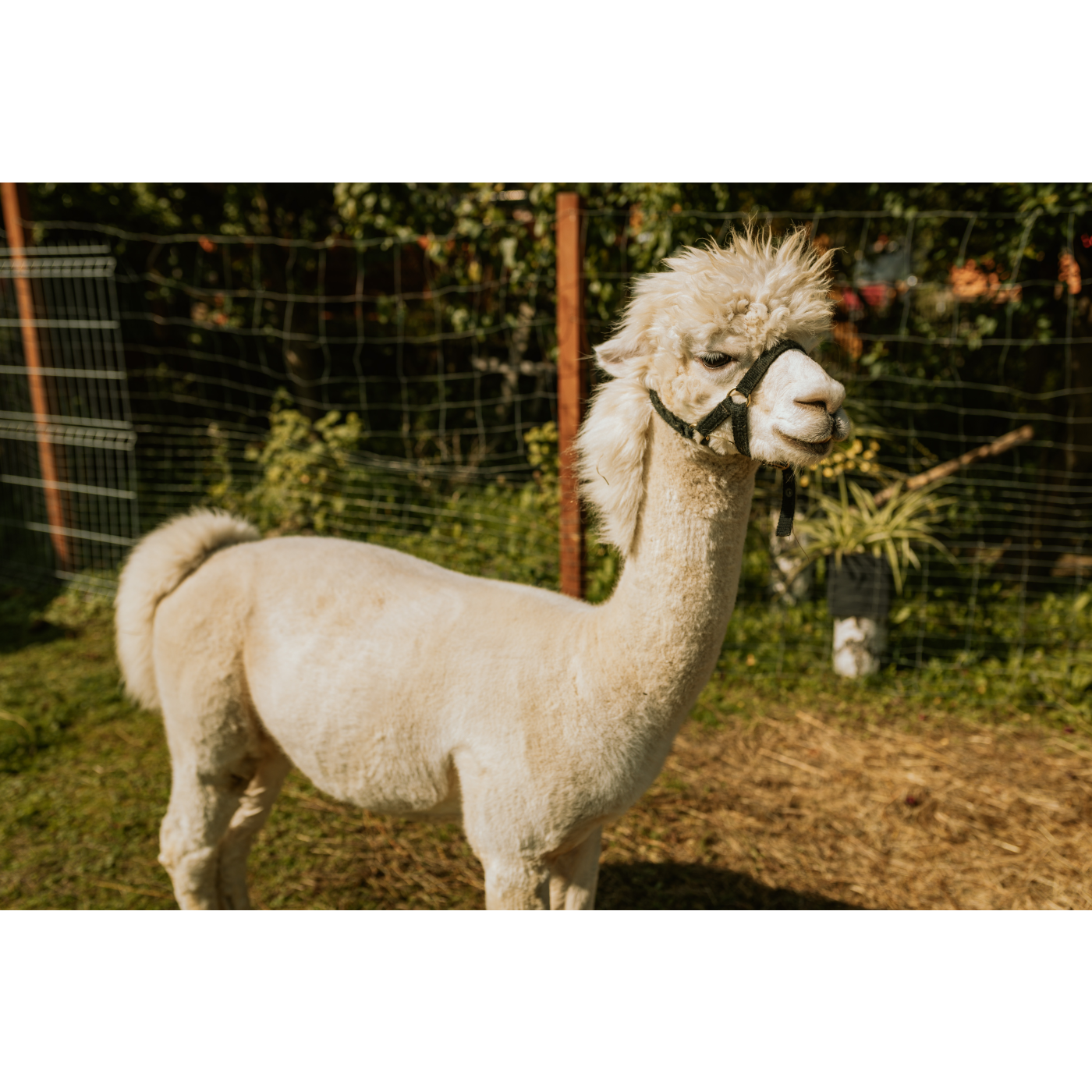 White smiling alpaca