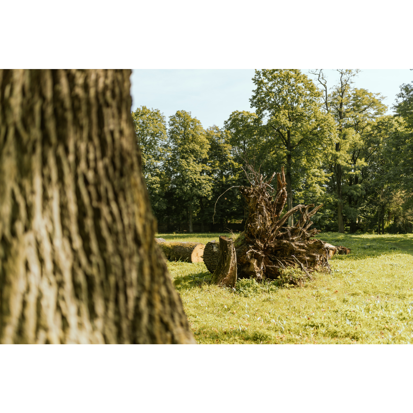 A fallen tree in the park