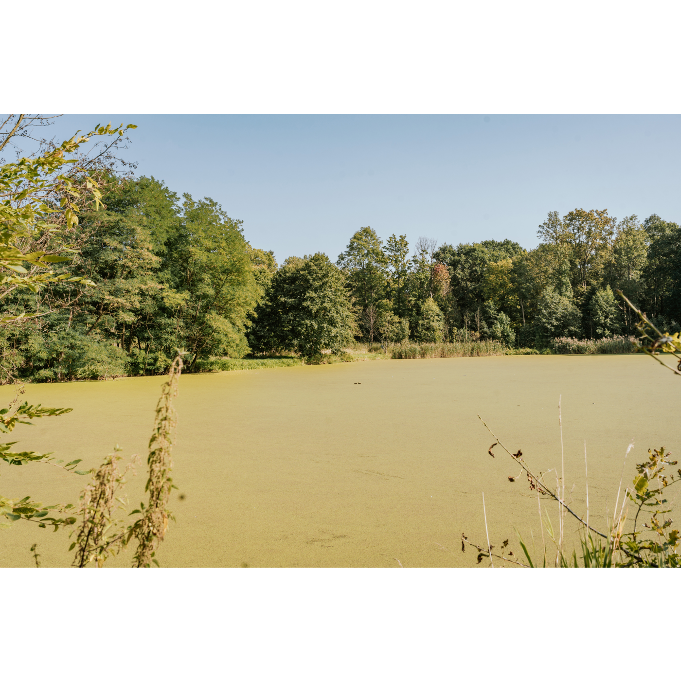 Water reservoir in the park