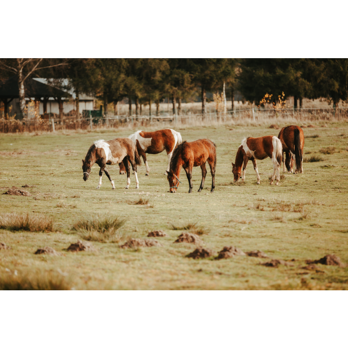 Horses in a clearing